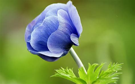 Blue Flower Wallpapers And Images Wallpapers Pictures