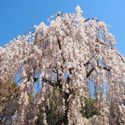 Weeping Yoshino Cherry Trees For Sale At Arbor Days Online Tree