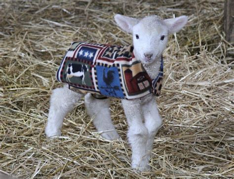 Lamb Jacket Pattern Goats Goats In Sweaters Goat Clothes