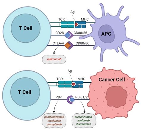 Clinics And Practice Free Full Text The Role Of Immune Checkpoint