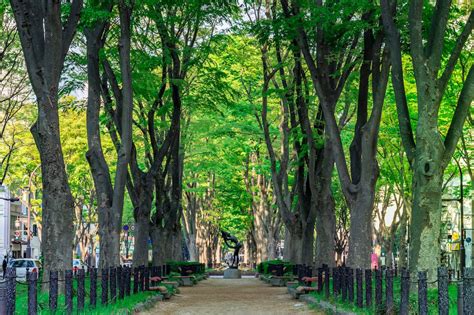 Lisas World The 7 Coolest Tree Tunnels Around The World