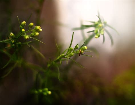 Free Images Nature Branch Blossom Meadow Sunlight Leaf Flower