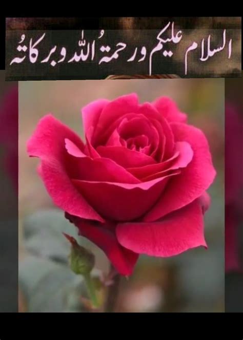 It is best to say bismillah and break your fast. Abdullah | Good morning images flowers, Morning greetings ...