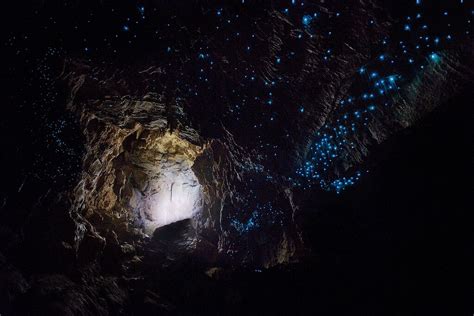 Waitomo Glowworm Cave A Dazzling Underground Expanse Of Glowworms And