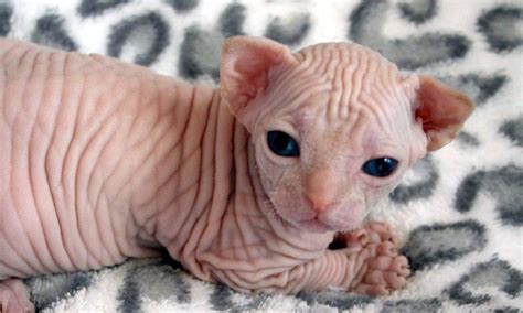 Wrinkly Baby Beautiful Cats Crazy Cats Animal Lover