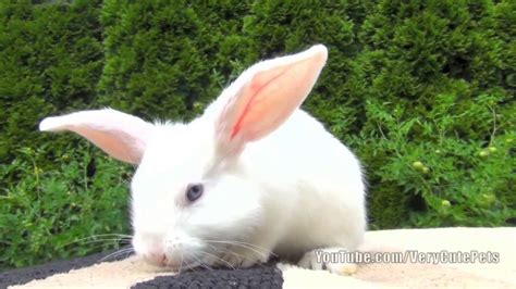 White Baby Bunny With Blue Eyes Very Cute Baby Bunny Pet