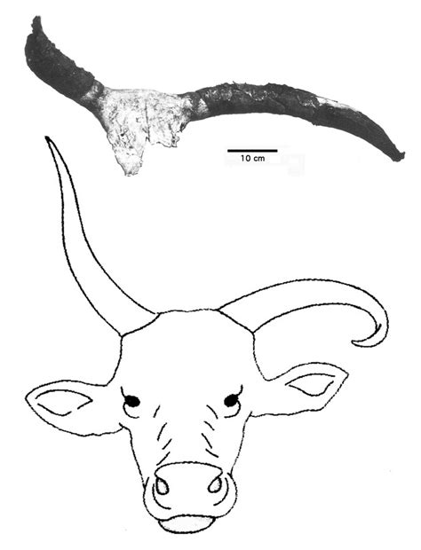 Bucrania With Asymmetrical Horns From Grave 190 And Reconstruction Of A