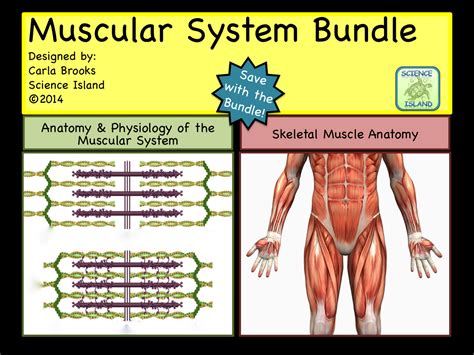 Muscular System Bundle Powerpoint And Notes Anatomy And Physiology