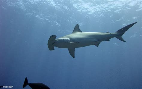 Scalloped Hammerhead Shark