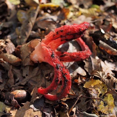 Clathrus Archeri 46°43 N 15°57 E 2012 10 31 Styria Di Flickr