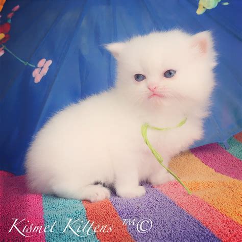 Teacup Persian Kittens For Sale Price Pets Journeys