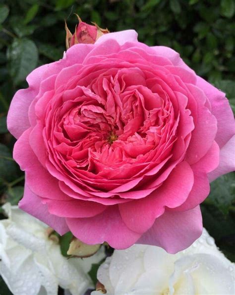 Sparkling Botanical Gardens Flowers Rose