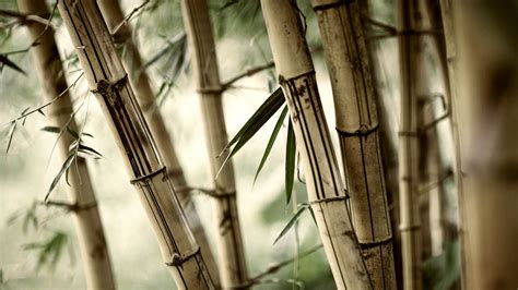 Bamboo HD Wallpapers Top Những Hình Ảnh Đẹp