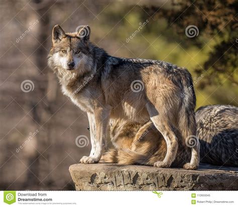 Wolf Pack Leader Scans The Horizon At Brookfield Zoo Stock Image