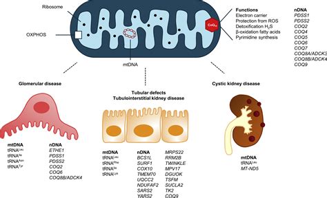 Mitochondrial Disease And The Kidney With A Special Focus On Coq10