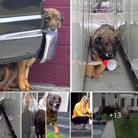 Dog Abandoned And Abused Tremble And Cry At The Sight Of Everyone