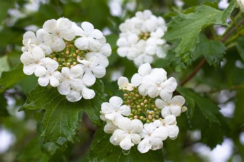 10 fiori da balcone invernali infiorescenza a grappolo tipica di certi alberi. Piante sempreverdi: scorci rigogliosi tutto l'anno