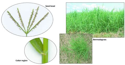 Forage Of The Month Bermudagrass Integrated Crop And Pest