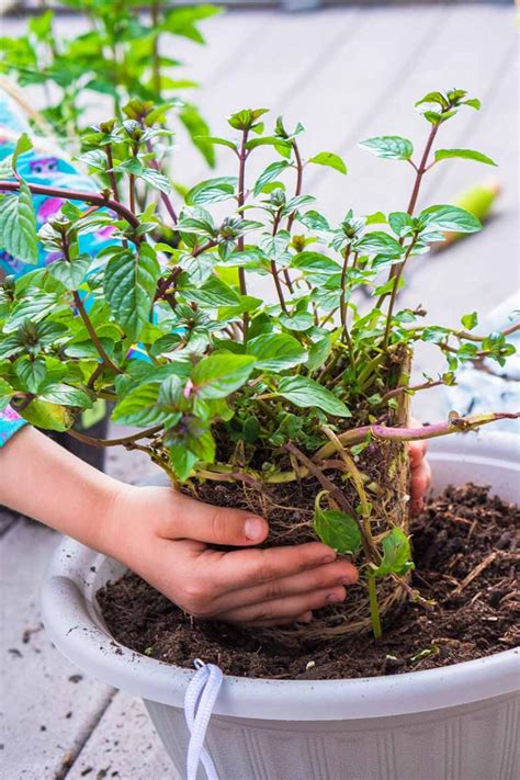 How To Grow And Use Chocolate Mint Gardeners Path