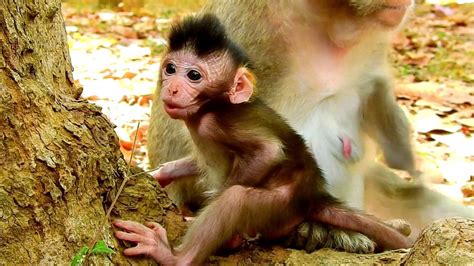 Adorable Baby Monkey Vikki Youtube
