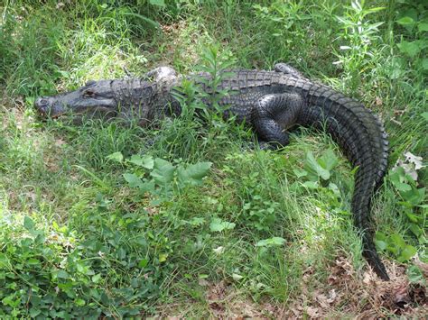 Oklahoma Trails American Alligator Exhibit Zoochat