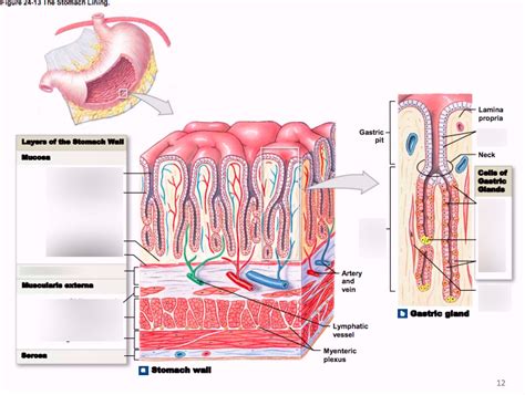 Digestive Stomach Wall Diagram Quizlet