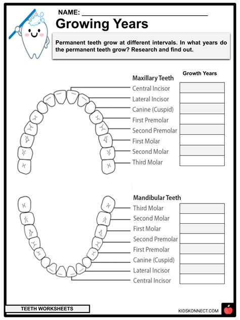 Teeth Facts Worksheets And Information For Kids