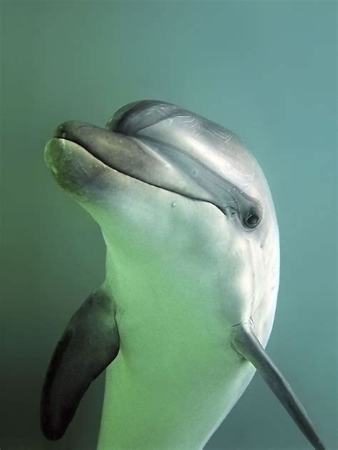 Beautiful Fish Animals Beautiful Cute Animals Dolphin Images