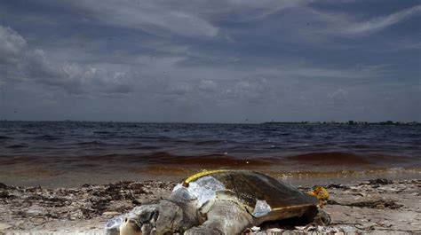 Florida algae crisis: Should travelers visit Florida beaches during a ...