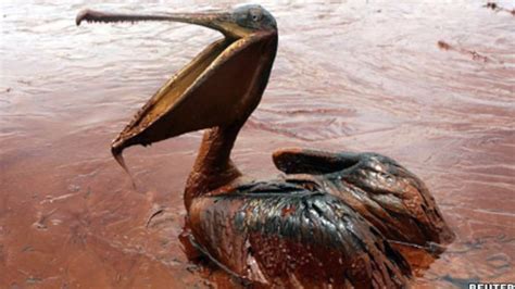 Effects Of Oil Spills Marine Life Youtube