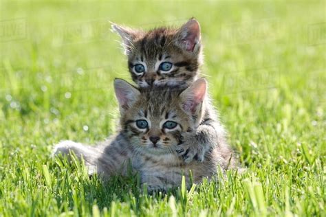 Two Kittens On Grass Stock Photo Dissolve