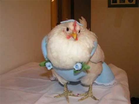 I asked my wife if we could let one of the chickens inside ...