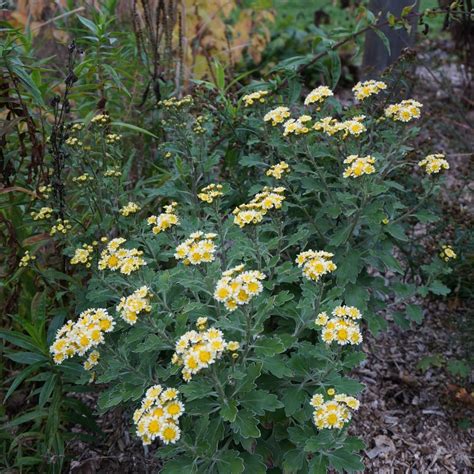 Jda Chrysanthemum Pacificum