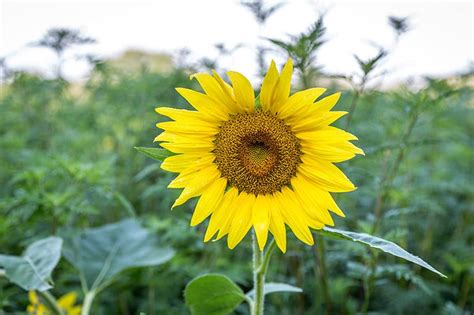Photographing Sunflowers And More At Mckee Beshers Wildlife