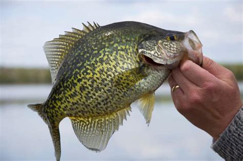 Best Fishing Lines For Crappie Complete Guide Freshwater Fishing Advice