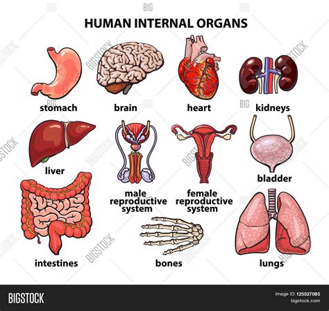 Human Organs Internal Image And Photo Free Trial Bigstock