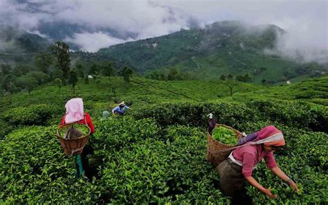 The Tea Of Assam Its Heritage Uniqueness And Challenges Of The Industry