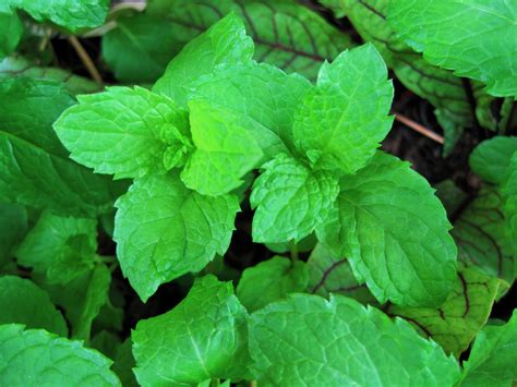 Green Mint In A Pot Free Stock Photo Public Domain Pictures