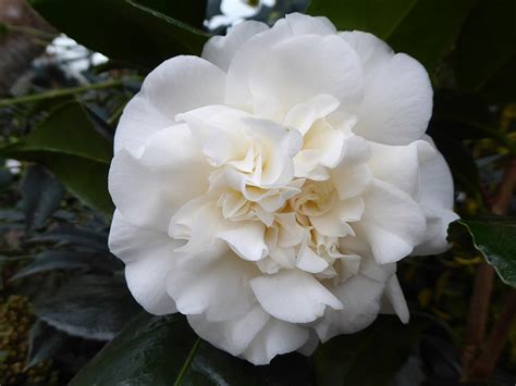 Camellia Japonica Trewithen White Camellias Plants