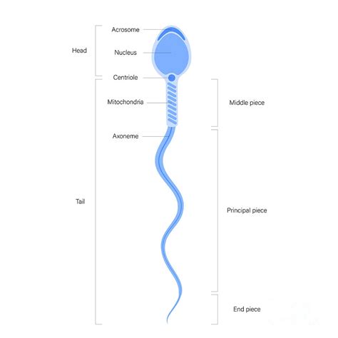 human sperm cell photograph by pikovit science photo library pixels