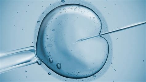 What Is Icsi Infertility Treatment Fox News