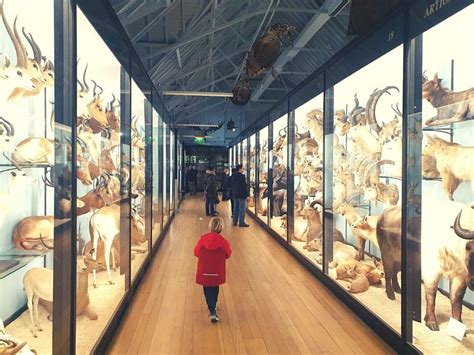 Why You Should Visit The Tring Natural History Museum