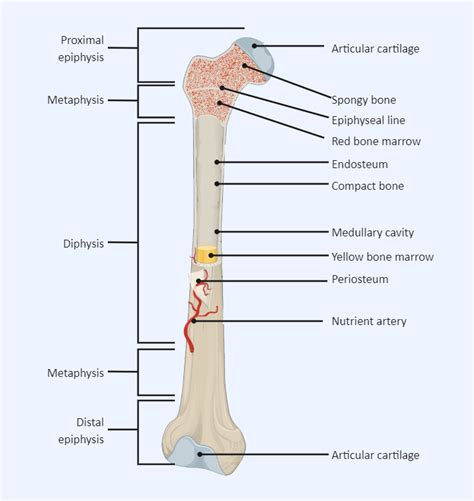 Long Bone Labeled Science Diagrams Human Organ Laboratory Equipment Paper Illustration