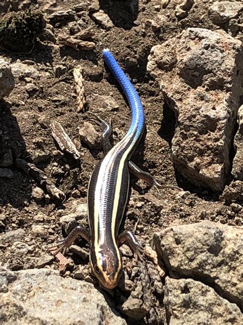 Blue Tailed Lizard Wv Blue Tail Skink By Hollie Nass Redbubble