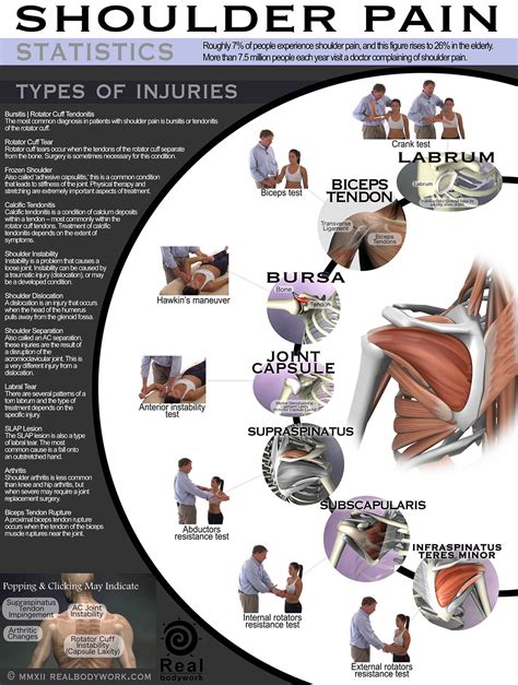 Shoulder Muscle Anatomy Chart