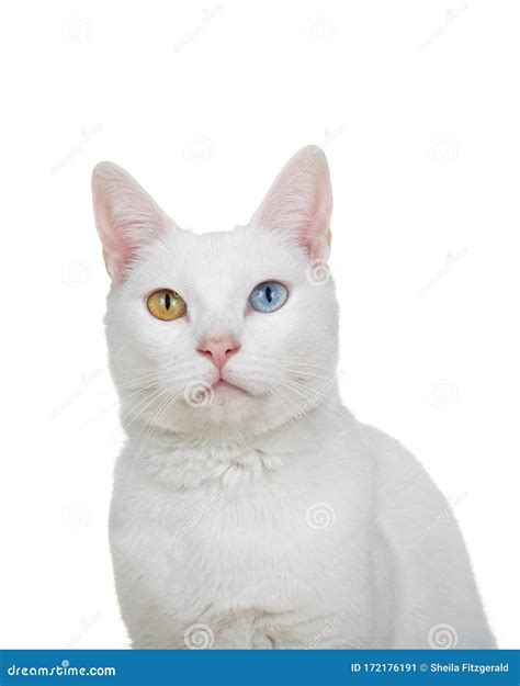 Portrait Of An Elegant Cat With Heterochromia Isolated Stock Image