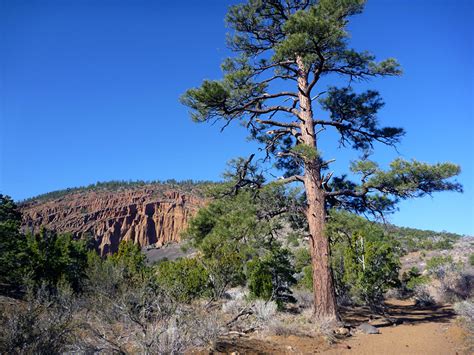 Ponderosa Pine Red Mountain Arizona
