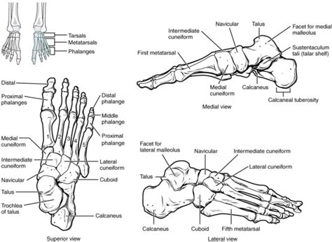 Diagrams Of Foot 101 Diagrams