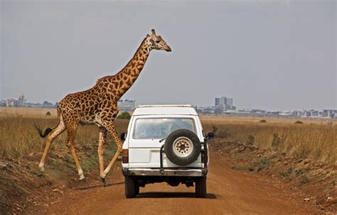 Stupefying Facts About Giraffes That Will Make You Gawk Animal Sake