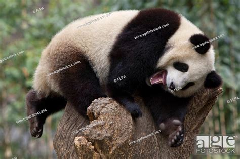 Giant Panda Ailuropoda Melanoleuca Cub With Mouth Open Resting On